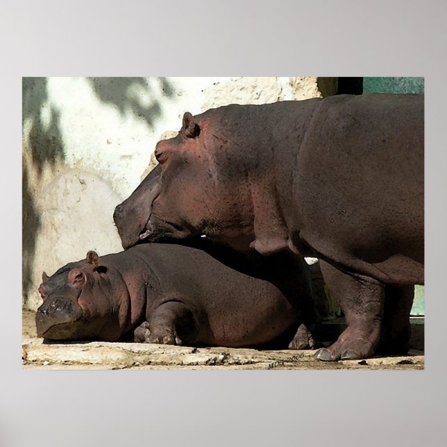 Someone To Watch Over Me Hippopotamus Portrait Poster (Front)