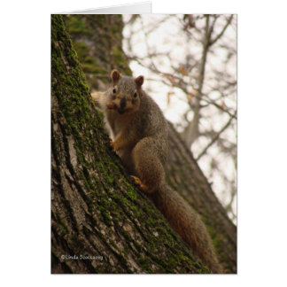 Sometimes you feel like a nut!