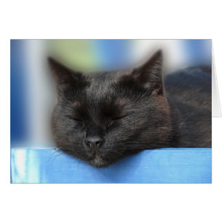 Sommeil de chat noir
