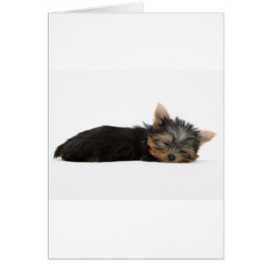 Sommeil de chiot de Yorkie