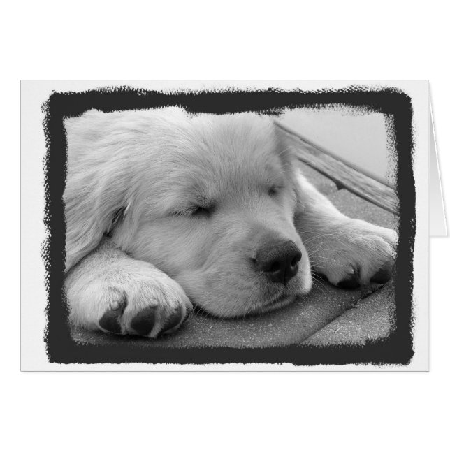 Sommeil d'or de chiot (Devant horizontal)