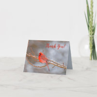 Song Bird Thank You Card Red Cardinal in Tree