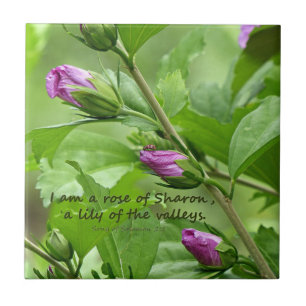 Song of Solomon 2:1 Tile