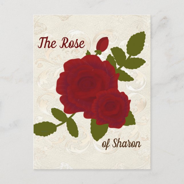 Song of Solomon Rose  Designer Postcard (Front)