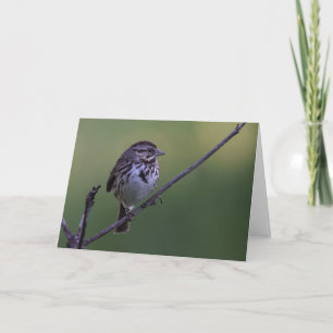 Song Sparrow Card