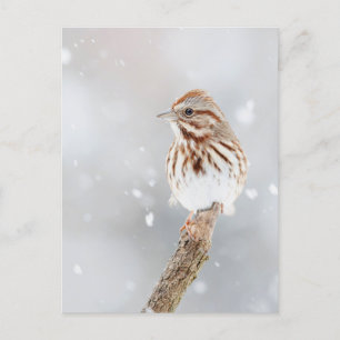 Song Sparrow in Snow Photo Postcard