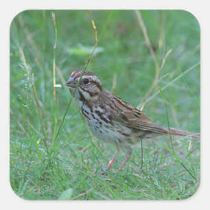 Song sparrow in the grass square sticker