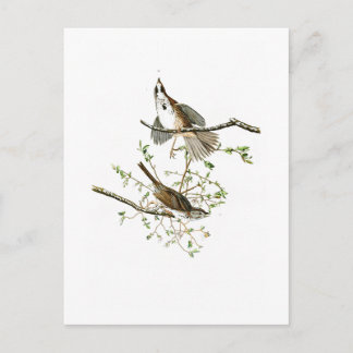 Song Sparrow John James Audubon Birds of America Postcard
