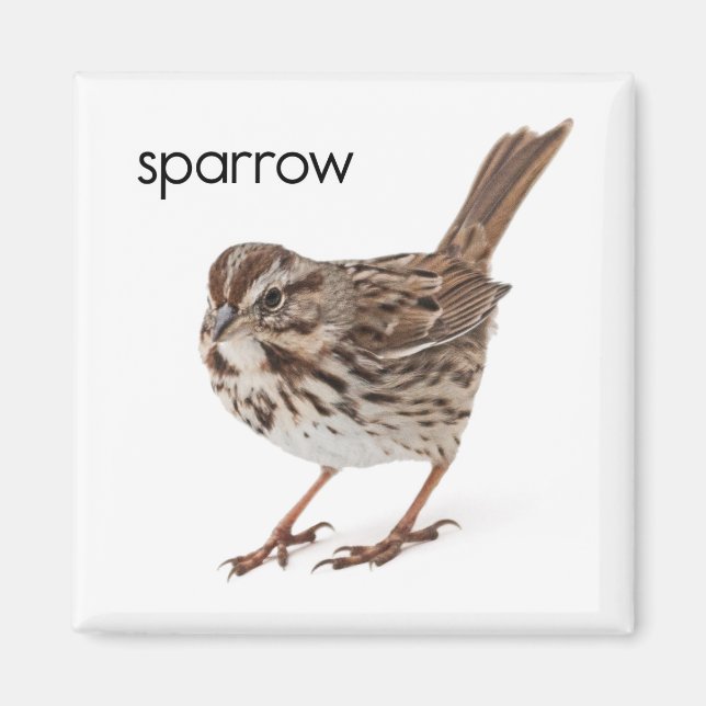 Song Sparrow Magnet (Front)