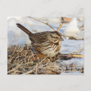 Song Sparrow Postcard