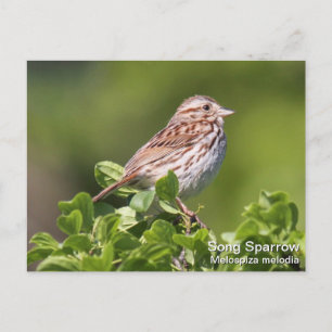 Song Sparrow Postcard