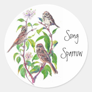 Song Sparrows Classic Round Sticker