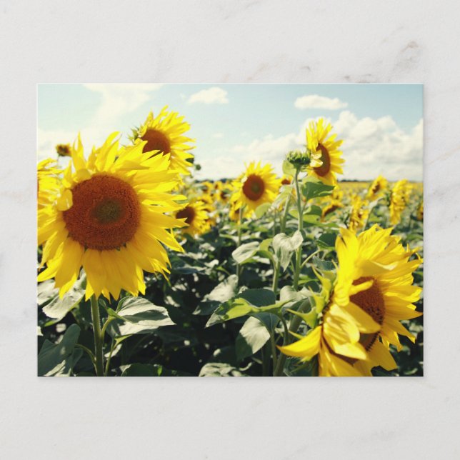 Sonnenblumen Postcard (Front)