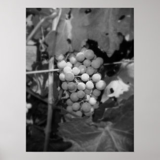 Sonoma grapes poster