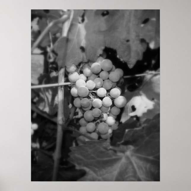Sonoma grapes poster (Front)