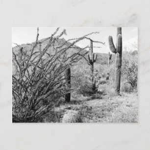 Sonoran Cacti Desert Garden B&W Photo Postcards