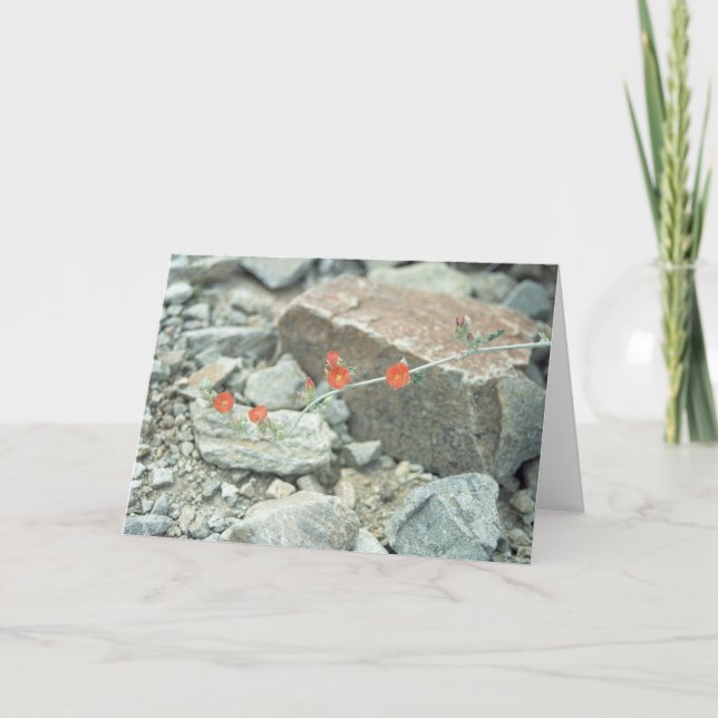 Sonoran Desert Blossoms Carte de voeux ou Carte de (Devant)