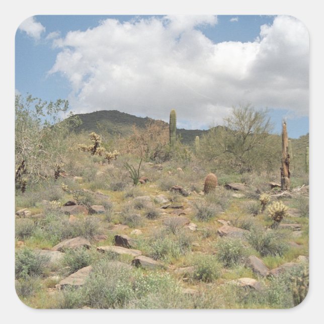 Sonoran Desert Cactus autocollant personnalisé (Devant)