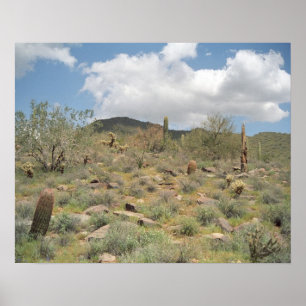 Sonoran Desert Pastoral Art Print Photo Posters