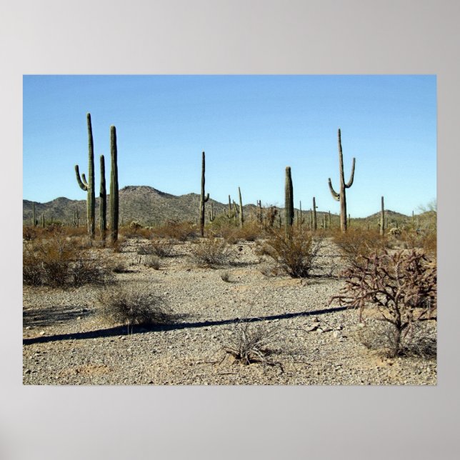 Sonoran Desert Scene 16 Poster (Front)