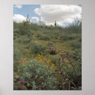 Sonoran Desert Spring Symphony Poster Imprimantes