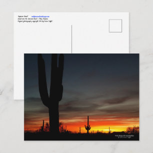 Sonoran Desert sunset Arizona with saguaro cactus Postcard