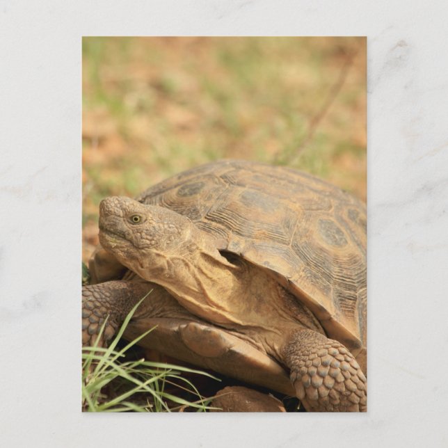 Sonoran Desert Tortoise Postcard (Front)