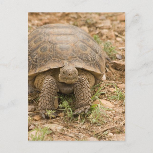 Sonoran Deset Tortoise Postcard (Front)