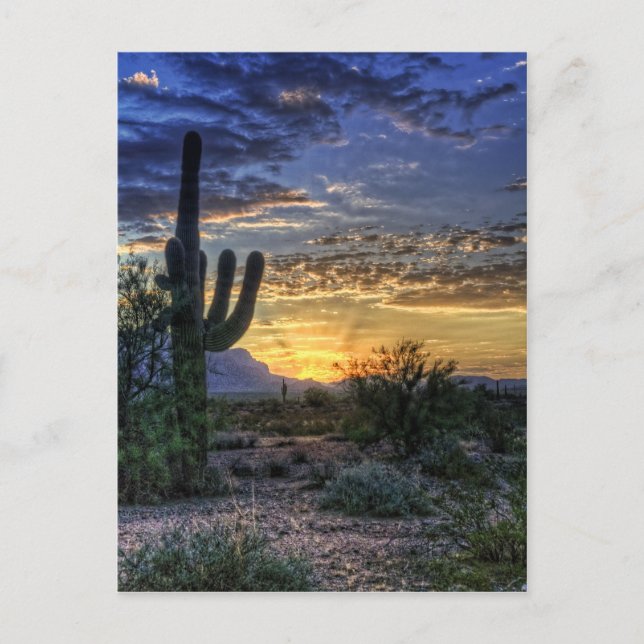 Sonoran Sunrise Postcard (Front)