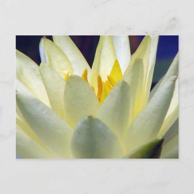 Soothe Me Postcard (Front)