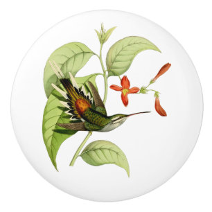 Sooty Capped Hermit Hummingbird Ceramic Knob
