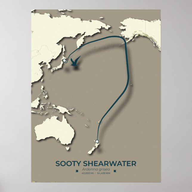Sooty Shearwater Migration Map – Minimalist Poster (Front)