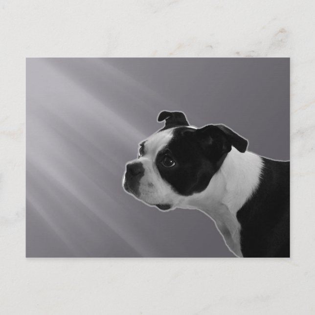 Sophie Postcard (Front)