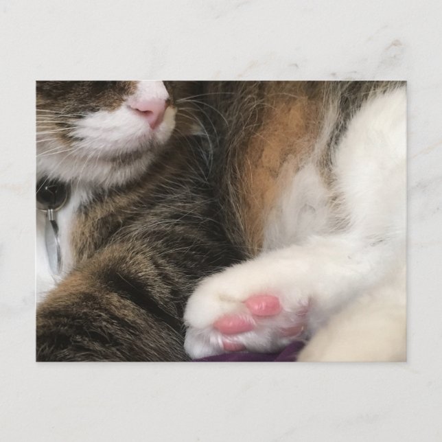 Sophie Up Close Postcard (Front)