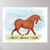 Sorrel avec Chaussettes & Blaze Horse Poster anato