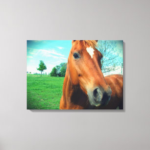 Sorrel Gelding Canvas Print