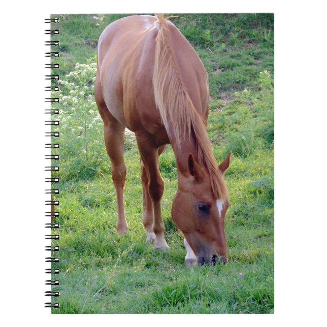 Sorrel Gelding Notebook (Front)