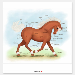 Sorrel Horse or Pony  Equine Anatomy Chart Sticker