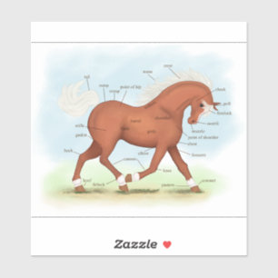 Sorrel Horse With Blaze Pony Equine Anatomy Chart