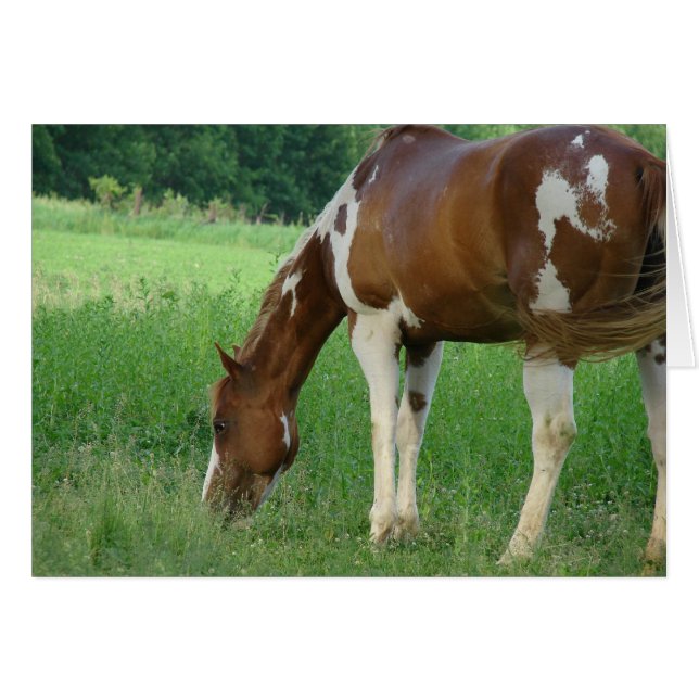 Sorrel Tobiano Paint Mare (Front Horizontal)