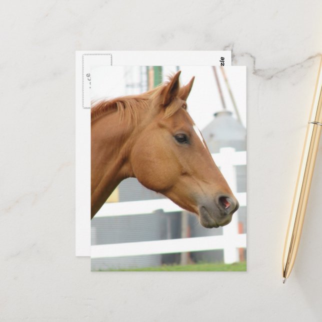 Sorrel Young Gelding Postcard (Front/Back In Situ)