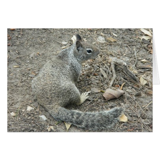 Sorry apology cute bit squirrelly apology squirrel card