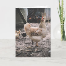 Sorry for being such a chook
