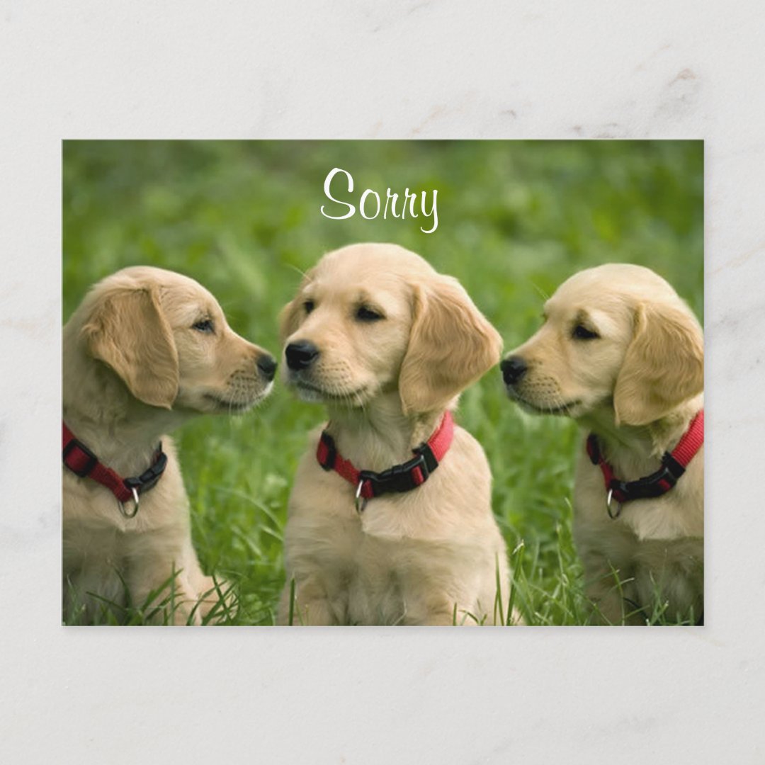 Sorry Golden Retriever Puppies Postcard Zazzle