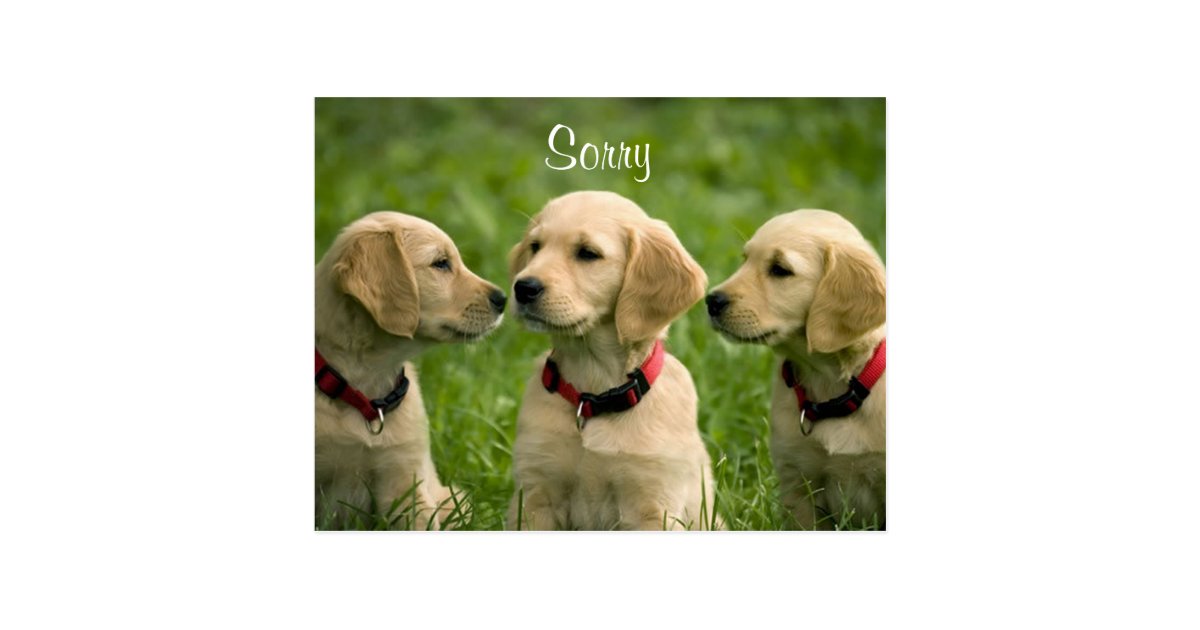 Sorry Golden Retriever Puppies Postcard | Zazzle.ca