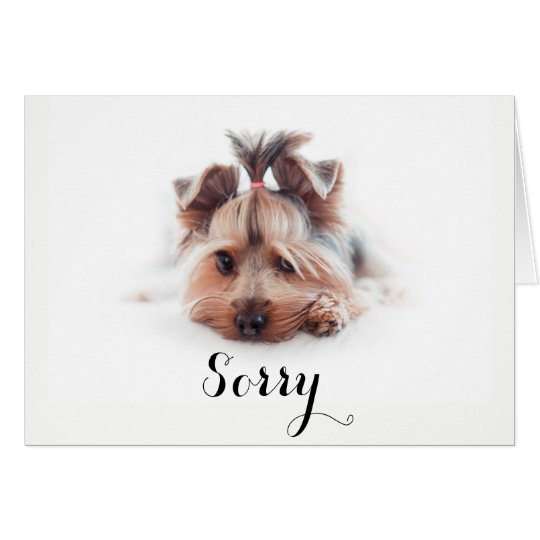 Sorry Love Yorkies (5" x 7"), white envelopes Card