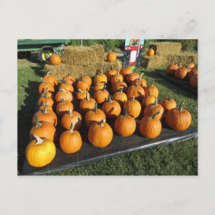 Sorted Pumpkins Postcard