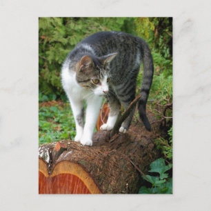 Sortez sur une promenade en chat - Carte postale K