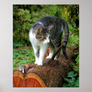 Sortez sur une promenade en chat - Poster Kitty