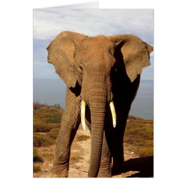 Sortie à Elephant Beach, (Devant)